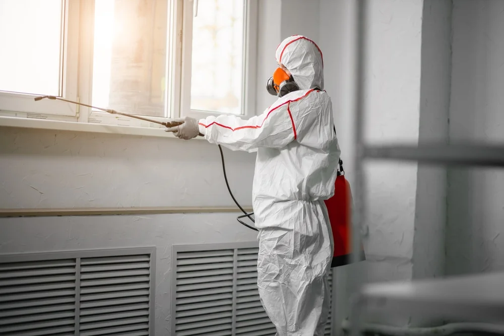 Professional mold remediation services in Willard, UT